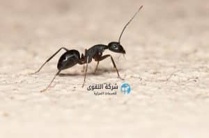 شركة-مكافحة-النمل-الاسود